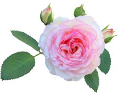 garden rose on the white background
