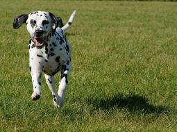 Dalmatian Dog green grass