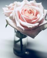 delicate pink rose in a transparent vase