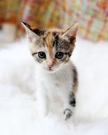 cute spotted kitten on a white carpet