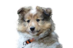 Dog Cute portrait