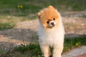 photo of a cute puppy Akita Inu
