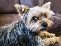 yorkshire terrier is lying on the couch