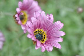 pastel pink flowers close up