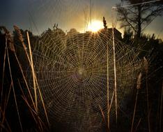 Spiderweb forest