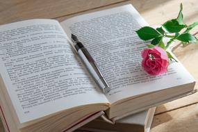 pink rose on the open book