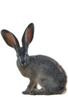 grey long eared Hare sitting