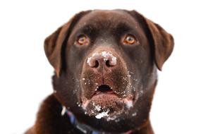 face of a brown labrador in the snow