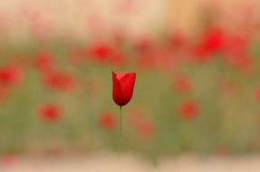 Flower red tulip