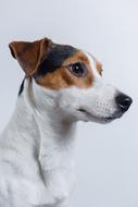 portrait of jack russell terrier