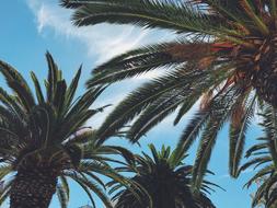 photo of palette leaves against the background of a tropical sky