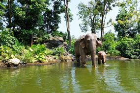 Elephants China