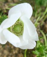Flower White cute