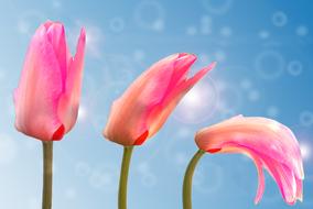 Tulip Plant Blossom pink
