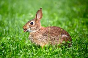 amazing Bunny Tongue Funny