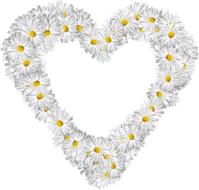 white daisies as a heart