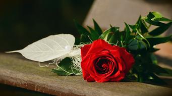 romantic red rose lies on a bench