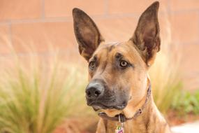 Dog Belgian face
