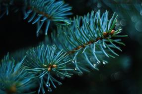 Green fir branch at blur background