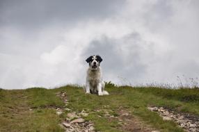 dog on the green road
