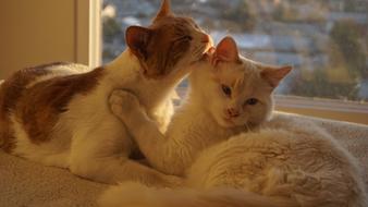 portrait of amazingly beautiful Cats at home