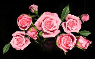 bouquet of pink roses on black