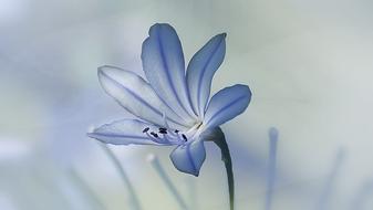 Flower cute blue