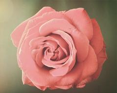 Rose Pink Romance flower