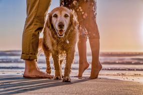 couple walks golden retriever on the beach