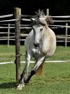 Mold Horse Love
