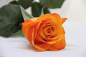 orange fresh Rose close up