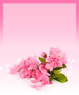 card cherry flowers background