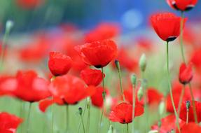 macro photo of red poppies on the field