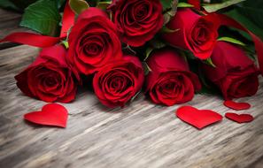 ravishing Rose Beautiful Amazing