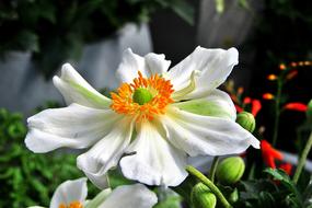 white flowers with buds close-up on a blurred background