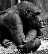 Gorilla, Thoughtful ape in zoo