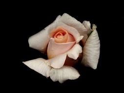 photo of a tea rose bud on a black background