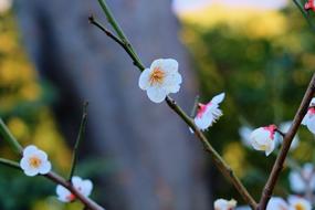 White Flower on tree twigs