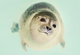 Seal Mammal Cute face