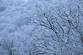 Winter Trees Snow white