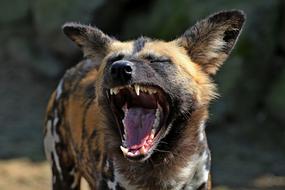 Laughs Funny Wild dog