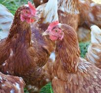 brown farm chickens