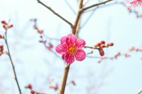 bright pink plum flowers