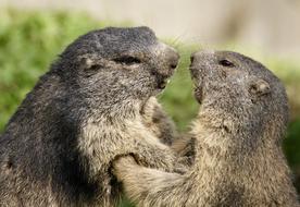 Marmot Rodent small