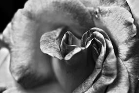 goodly Black And White Rose