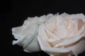 two white rose buds on a black background