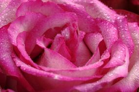 water droplets on a large pink bud, close-up