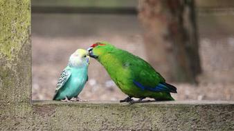 kissing tropical parrots