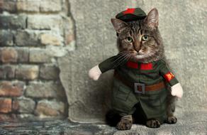 photo of a cat in uniform