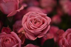 ravishing Flower Petal